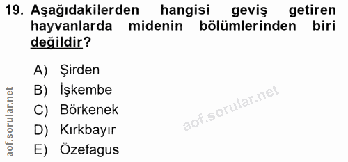19. soru: Aşağıdakilerden hangisi geviş getiren hayvanlarda midenin bölümlerinden biri değildir? A) Şirden B) İşkembe C) Börken…