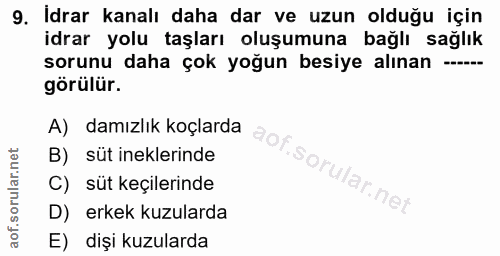 9. soru: Idrar kanalı daha dar ve uzun olduğu için idrar yolu taşları oluşumuna bağlı sağlık sorunu daha çok yoğun besiye alın…