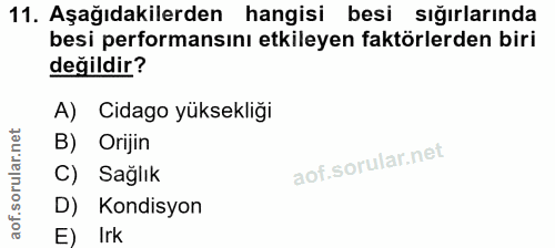 11. soru: Aşağıdakilerden hangisi besi sığırlarında besi performansını etkileyen faktörlerden biri değildir? A) Cidago yüksekli…