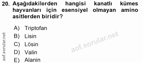 20. soru: Aşağıdakilerden hangisi kanatlı kümes hayvanları için esensiyel olmayan amino asitlerden biridir? A) Triptofan B) Lis…