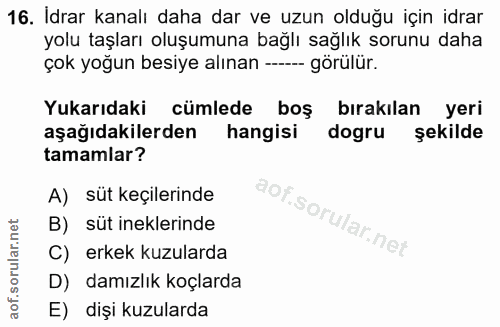 16. soru: İdrar kanalı daha dar ve uzun olduğu için idrar yolu taşları oluşumuna bağlı sağlık sorunu daha çok yoğun besiye alın…