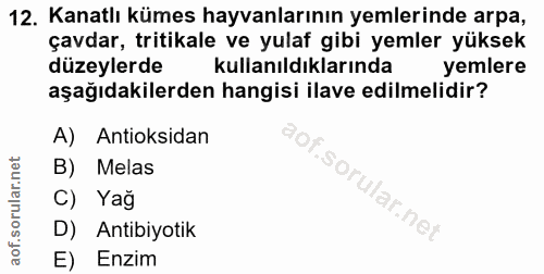 12. soru: Kanatlı kümes hayvanlarının yemlerinde arpa, çavdar, tritikale ve yulaf gibi yemler yüksek düzeylerde kullanıldıkları…