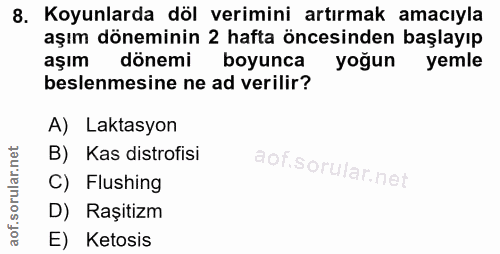 8. soru: Koyunlarda döl verimini artırmak amacıyla aşım döneminin 2 hafta öncesinden başlayıp aşım dönemi boyunca yoğun yemle…