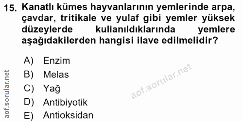 15. soru: Kanatlı kümes hayvanlarının yemlerinde arpa, çavdar, tritikale ve yulaf gibi yemler yüksek düzeylerde kullanıldıkları…