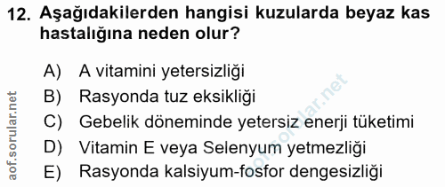 12. soru: Aşağıdakilerden hangisi kuzularda beyaz kas hastalığına neden olur? A) A vitamini yetersizliği B) Rasyonda tuz eksikl…