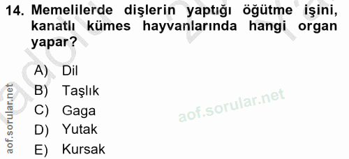 14. soru: Memelilerde dişlerin yaptığı öğütme işini, kanatlı kümes hayvanlarında hangi organ yapar? A) Dil B) Taşlık C) Gaga D)…