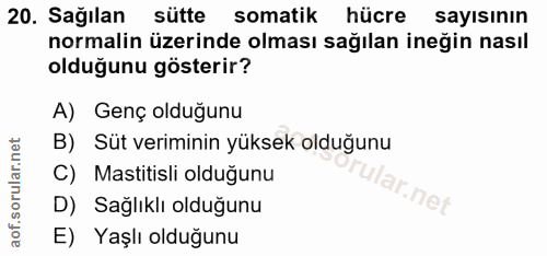 20. soru: Sağılan sütte somatik hücre sayısının normalin üzerinde olması sağılan ineğin nasıl olduğunu gösterir? A) Genç olduğu…