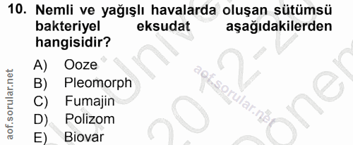 10. soru: Nemli ve yağışlı havalarda oluşan sütümsü bakteriyel eksudat aşağıdakilerden hangisidir? A) Ooze B) Pleomorph agEsorü…