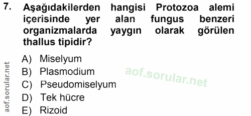 7. soru: Aşağıdakilerden hangisi Protozoa alemi içerisinde yer alan fungus benzeri organizmalarda yaygın olarak görülen thallu…