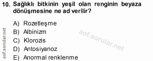 10. soru: Sağlıklı bitkinin yeşil olan renginin beyaza dönüşmesine ne ad verilir? A) Rozetleşme B) Albinizm C) Klorozis D) Anto…