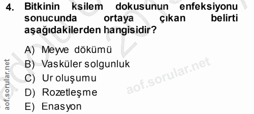 4. soru: Bitkinin ksilem dokusunun enfeksiyonu sonucunda ortaya çıkan belirti aşağıdakilerden hangisidir? A) Meyve dökümü B) V…