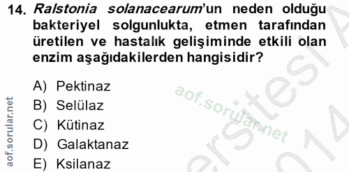 14. soru: Ralstonia solanacearum'un neden olduğu bakteriyel solgunlukta, etmen tarafindan üretilen ve hastalık gelişiminde etki…