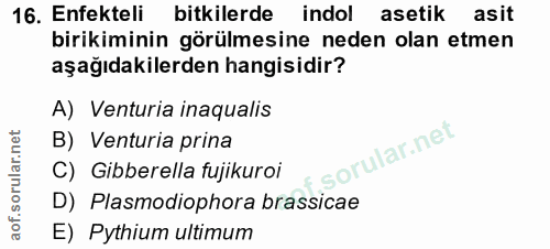 16. soru: Enfekteli bitkilerde indol asetik asit birikiminin görülmesine neden olan etmen aşağıdakilerden hangisidir? A) Ventur…