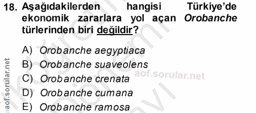 18. soru: Aşağıdakilerden hangisi Türkiye'de ekonomik zararlara yol açan Orobanche türlerinden biri değildir? A) Orobanche aegy…