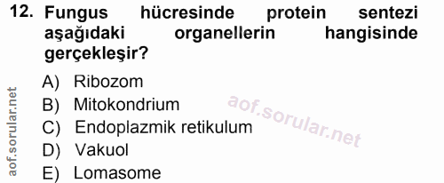 12. soru: Fungus hücresinde protein sentezi aşağıdaki organellerin hangisinde gerçekleşir? A) Ribozom B) Mitokondrium C) Endopl…