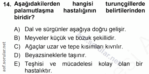 14. soru: Aşağıdakilerden hangisi turunçgillerde palamutlaşma hastalığının belirtilerinden biridir? A) Dal ve sürgünler aşağıya…