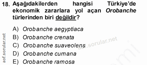 18. soru: Aşağıdakilerden hangisi Türkiye'de ekonomik zararlara yol açan Orobanche türlerinden biri değildir? A) Orobanche aegy…