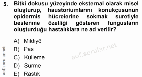 5. soru: Bitki dokusu yüzeyinde eksternal olarak misel oluşturup, haustoriumlarını konukçusunun epidermis hücrelerine sokmak s…
