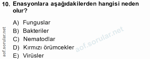 10. soru: Enasyonlara aşağıdakilerden hangisi neden olur? A) Funguslar B) Bakteriler C) Nematodlar D) Kırmızı örümcekler E) Vir…