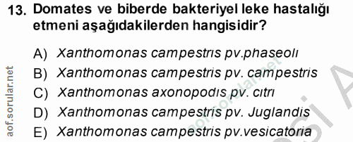 13. soru: Domates ve biberde bakteriyel leke hastalığı etmeni aşağıdakilerden hangisidir? A) Xanthomonas campestris pv.phaseoli…