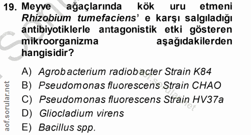 19. soru: Meyve ağaçlarında kök uru etmeni Rhizobium tumefaciens' e karşı salgıladığı antibiyotiklerle antagonistik etki göster…