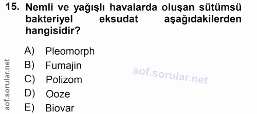 15. soru: Nemli ve yağışlı havalarda oluşan sütümsü bakteriyel eksudat aşağıdakilerden hangisidir? A) Pleomorph B) Fumajin C) P…