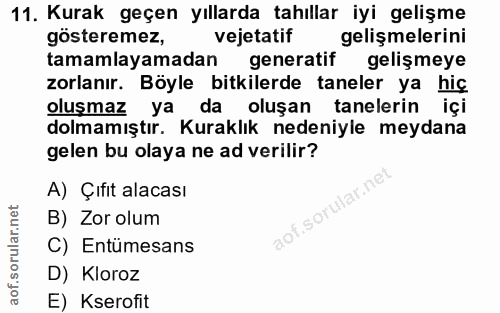 11. soru: Kurak geçen yıllarda tahıllar iyi gelişme gösteremez, vejetatif gelişmelerini tamamlayamadan generatif gelişmeye zorl…