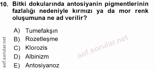 10. soru: Bitki dokularında atosiyanin pigmentlerinin fazlalığı nedeniyle kırmızı ya da mor renk oluşumuna ne ad verilir? A) Tu…