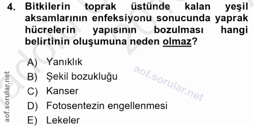 4. soru: Bitkilerin toprak üstünde kalan yeşil aksamlarının enfeksiyonu sonucunda yaprak hücrelerin yapısının bozulması hangi…