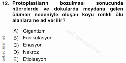 12. soru: Protoplastların bozulması sonucunda hücrelerde ve dokularda meydana gelen ölümler nedeniyle oluşan koyu renkli ölü al…