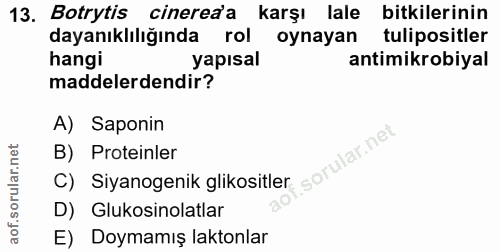 13. soru: Botrytis cinereda karşı lale bitkilerinin dayanıklılığında rol oynayan tulipositler hangi yapısal antimikrobiyal madd…