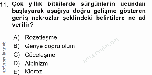 11. soru: Çok yıllık bitkilerde sürgünlerin ucundan başlayarak aşağıya doğru gelişme gösteren geniş nekrozlar şeklindeki belirt…