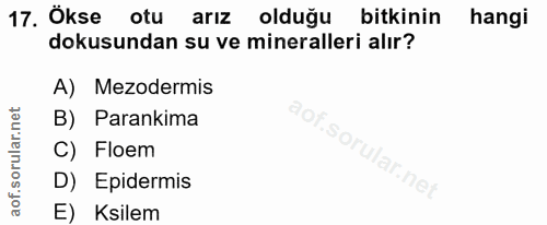 17. soru: Ökse otu arız olduğu bitkinin hangi dokusundan su ve mineralleri alır? A) Mezodermis B) Parankima So C) Floem lar.net…