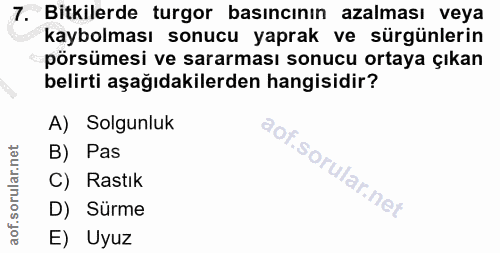 7. soru: Bitkilerde turgor basıncının azalması veya kaybolması sonucu yaprak ve sürgünlerin pörsümesi ve sararması sonucu orta…