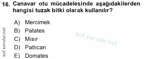 16. soru: Canavar otu mücadelesinde aşağıdakilerden hangisi tuzak bitki olarak kullanılır? A) Mercimek B) Patates C) Mısır D) P…