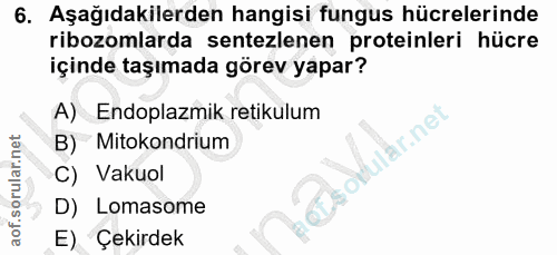 6. soru: Aşağıdakilerden hangisi fungus hücrelerinde ribozomlarda sentezlenen proteinleri hücre içinde taşımada görev yapar? A…