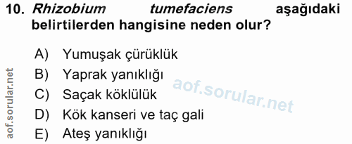 10. soru: Rhizobium tumefaciens aşağıdaki belirtilerden hangisine neden olur? A) Yumuşak çürüklük B) Yaprak yanıklığı C) Saçak…