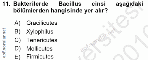 11. soru: Bakterilerde Bacillus cinsi aşağıdaki bölümlerden hangisinde yer alır? A) Gracilicutes B) Xylophilus C) Tenericutes D…