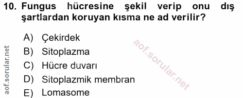 10. soru: Fungus hücresine şekil verip onu dış şartlardan koruyan kısma ne ad verilir? A) Çekirdek B) Sitoplazma C) Hücre duvar…