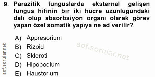 9. soru: Parazitik funguslarda eksternal gelişen fungus hifinin bir iki hücre uzunluğundaki dalı olup absorbsiyon organı olara…