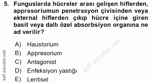 5. soru: Funguslarda hücreler arası gelişen hiflerden, appresoriumun penetrasyon çivisinden veya ekternal hiflerden çıkıp hücr…