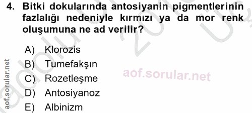 4. soru: Bitki dokularında atosiyanin pigmentlerinin fazlalığı nedeniyle kırmızı ya da mor renk oluşumuna ne ad verilir? A) Kl…