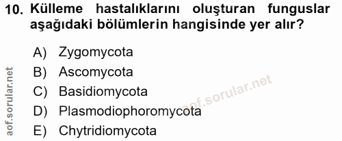 10. soru: Külleme hastalıklarını oluşturan funguslar aşağıdaki bölümlerin hangisinde yer alır? A) Zygomycota B) Ascomycota f. C…