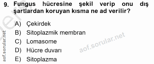 9. soru: Fungus hücresine şekil verip onu diş şartlardan koruyan kısma ne ad verilir? A) Çekirdek B) Sitoplazmik membran C) Lo…