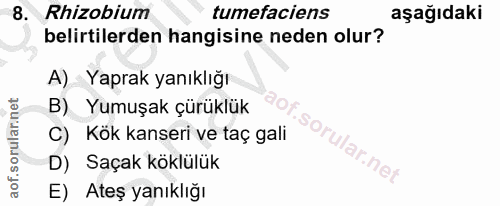 8. soru: Rhizobium tumefaciens aşağıdaki belirtilerden hangisine neden olur? A) - Yaprak yanıklığı B) Yumuşak çürüklük C) Kök…