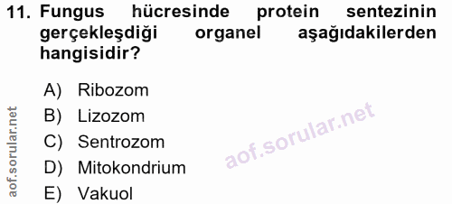 11. soru: Fungus hücresinde protein sentezinin gerçekleşdiği organel aşağıdakilerden hangisidir? A) Ribozom B) Lizozom C) Sentr…