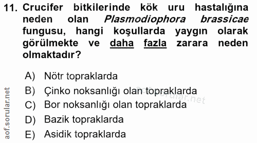 11. soru: Crucifer bitkilerinde kök uru hastalığına neden olan Plasmodiophora brassicae fungusu, hangi koşullarda yaygın olarak…