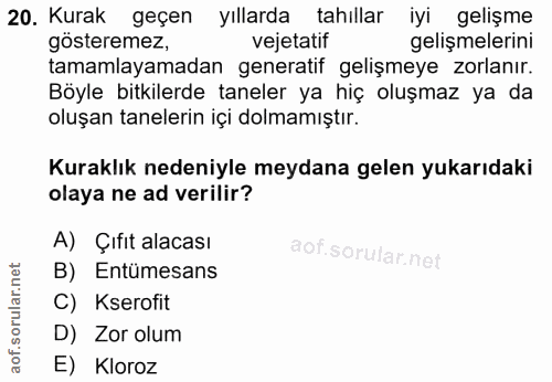 20. soru: Kurak geçen yıllarda tahıllar iyi gelişme gösteremez, vejetatif gelişmelerini tamamlayamadan generatif gelişmeye zorl…