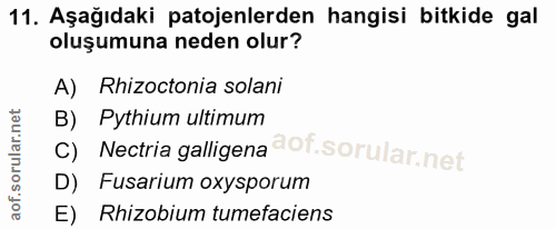 11. soru: Aşağıdaki patojenlerden hangisi bitkide gal oluşumuna neden olur? A) Rhizoctonia solani B) Pythium ultimum Nectria ga…