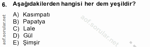 6. soru: Aşağıdakilerden hangisi her dem yeşildir? A) Kasımpatı B) Papatya C) Lale D) Gül E) Şimşir